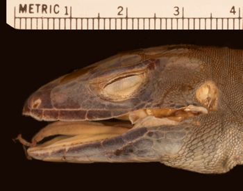 Media type: image;   Herpetology R-10927